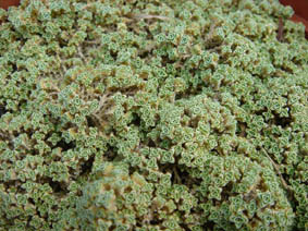 Arenaria tetraquetra ssp amabilis